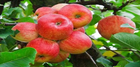 Informacja o jabłkach